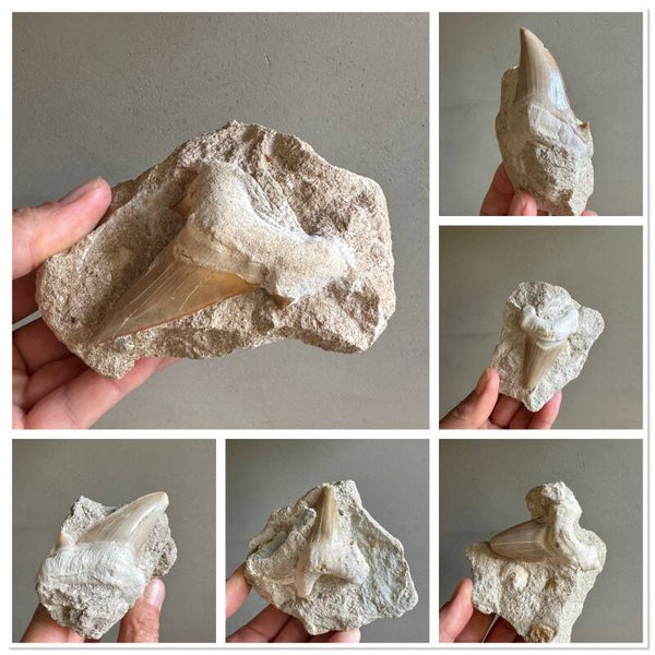 Fossiele haaientand Otodus obliquus in matrix
