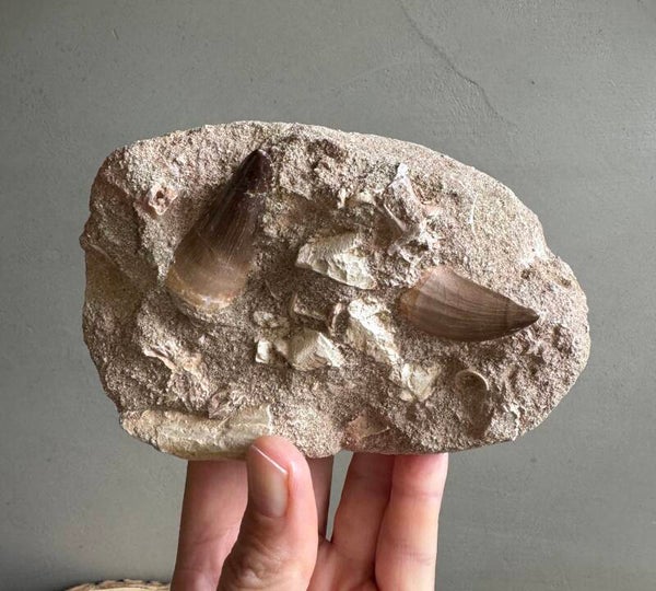 Mosasaurus tanden in matrix uit Marokko