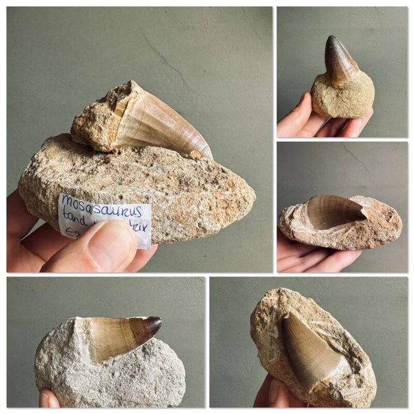 Mosasaurus tand in matrix uit Marokko