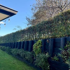 Freshly trimmed hedge along a residential fence in Bethlehem, part of Limitless Lawns' hedge trimming services