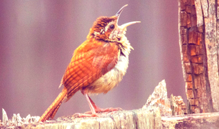 Petit oiseau de profil le bec grand ouvert, qui chante
