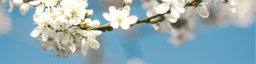 Fleurs de cerisier blanches dans un ciel bleu flouté