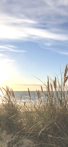 Plantes graminées en bord de la mer, sous un ciel bleu