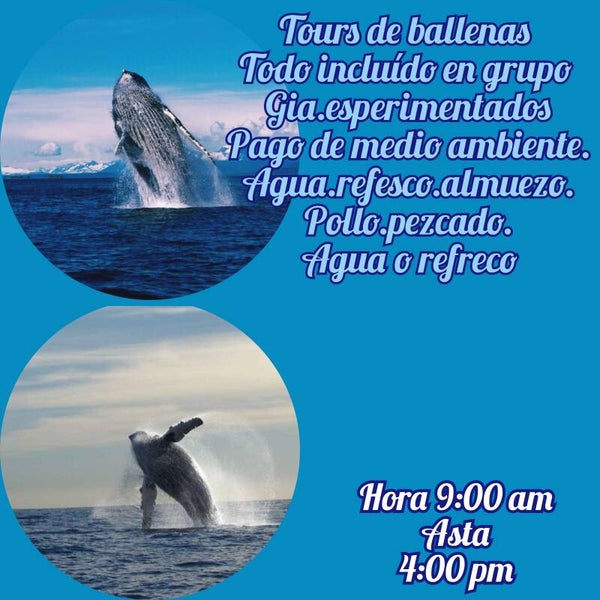 Tours para las ballenas