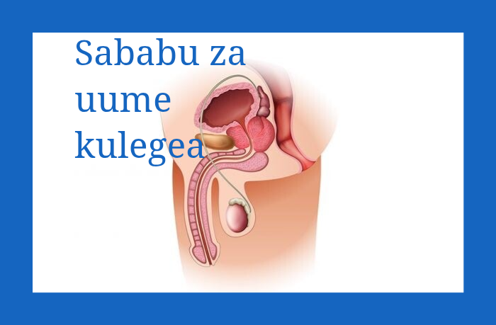Sababu za uume Kulegea: MWONGOZO KAMILI WA KISAYANSI - mchoro ukionyesha uume kulegea