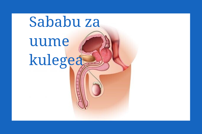 Sababu za Uume Kulegea
