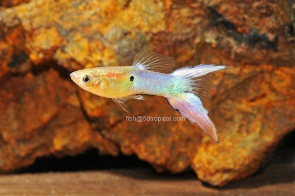 TURQ LYRE GUPPY MALE