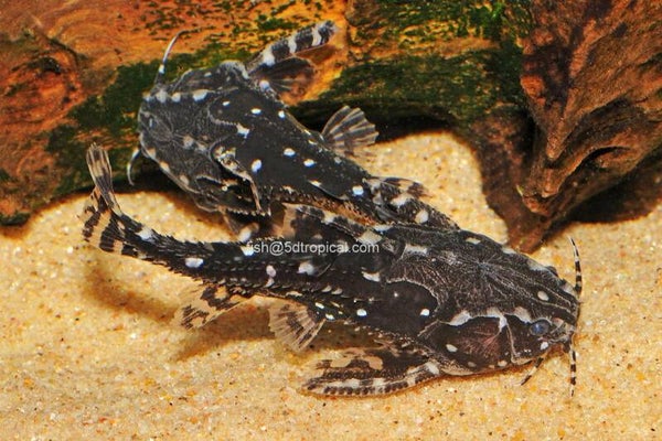 SOUTH AMERICAN CATFISH-SPOTTED RAPHAEL