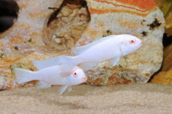 AFRICAN MBUNA-PSEUDOTROPHEUS SNOW WHITE SOCOLOFI REG-(FL)