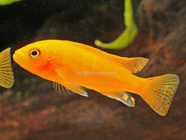 AFRICAN MBUNA-PS. RED ZEBRA REG