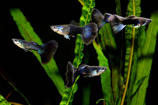GUPPY-MIDNIGHT MALE