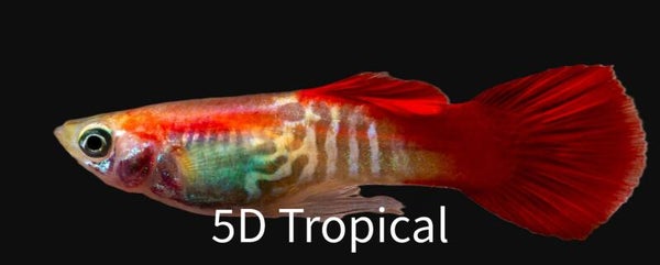 GUPPY-FLAMINGO MALE