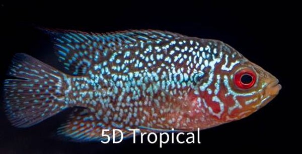 CICHLID-FLOWER HORN REG (FLORIDA BRED)