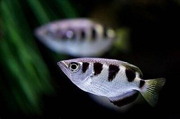 Banded Archer Fish