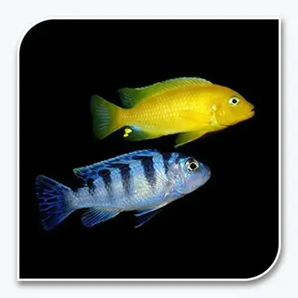 African Cichlid mix