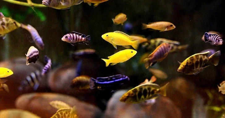African Cichlid