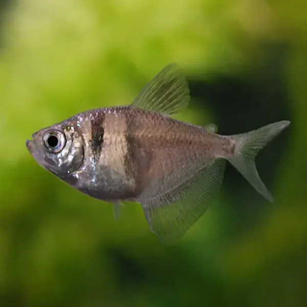 Black Tetra