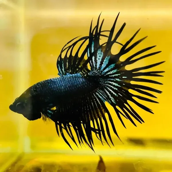 Black Orchid Crowntail Betta Male
