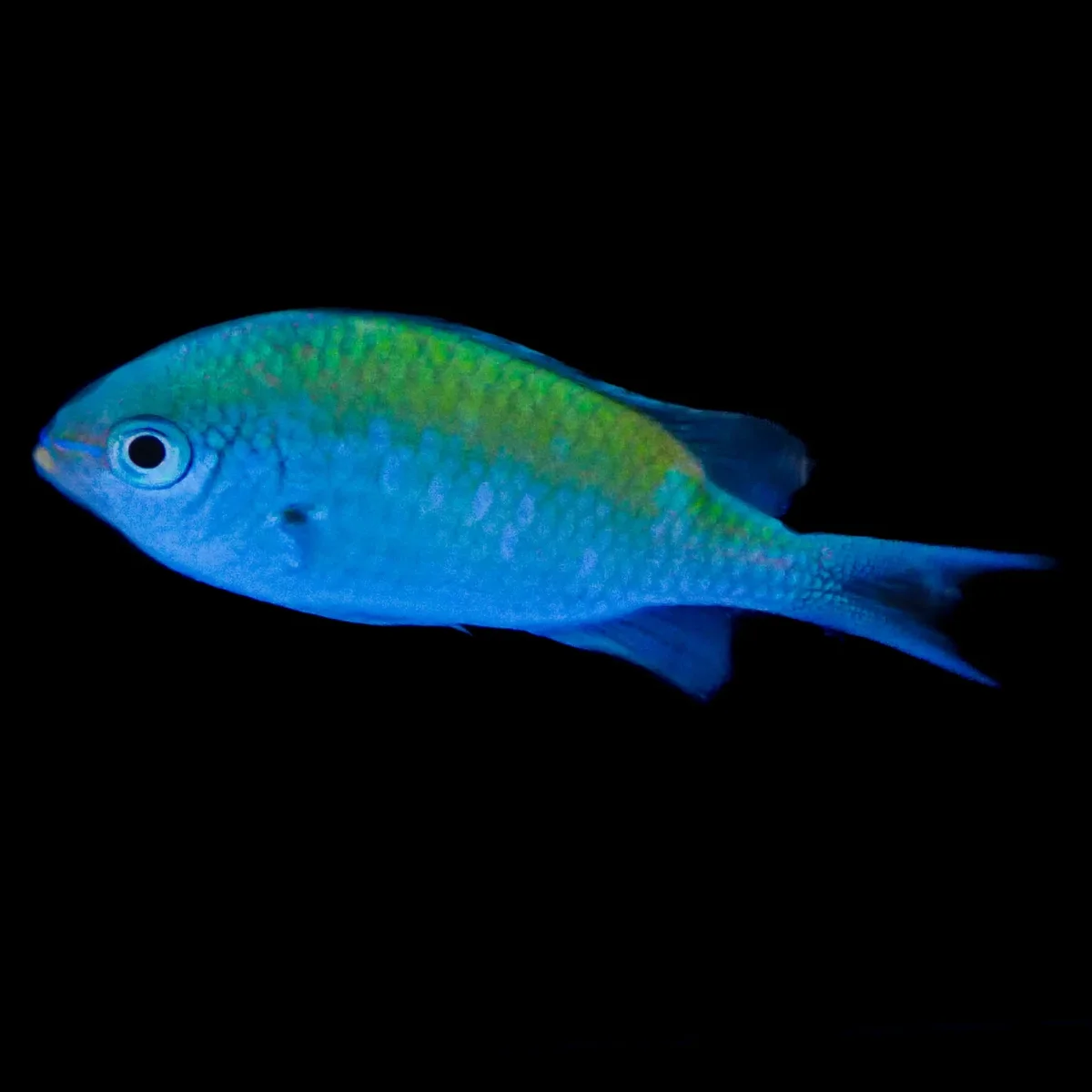 Blue Green Chromis | Davey Jones Locker