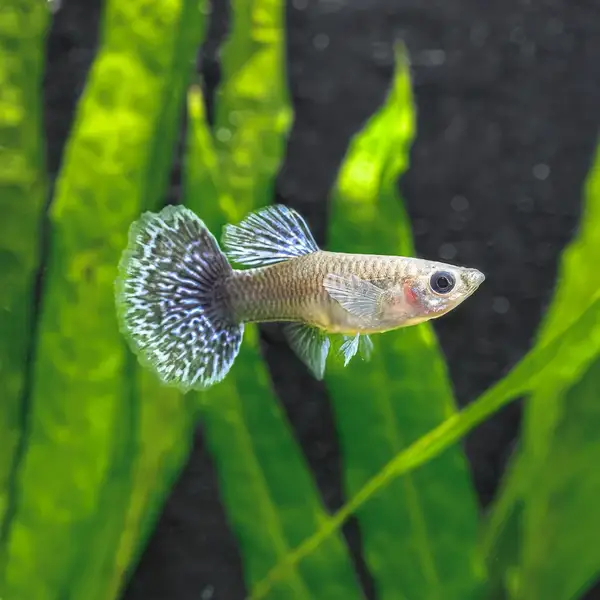 Blue Metal Dragon Guppy (Female)