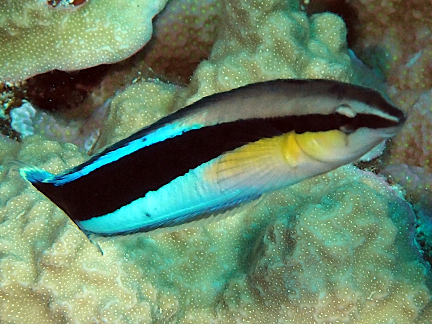 Bluestreak cleaner wrasse