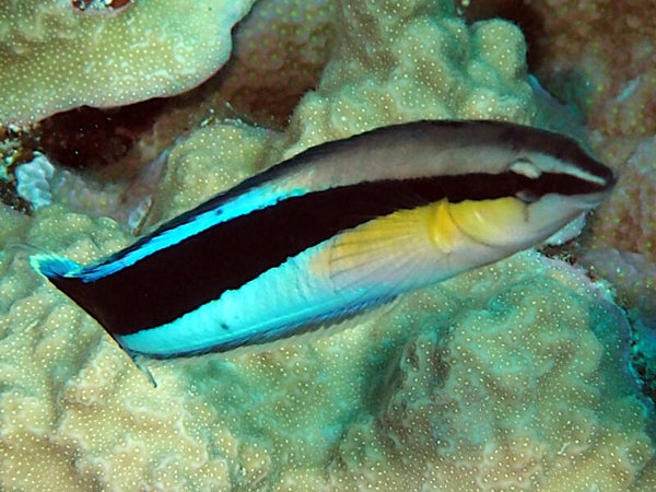 Bluestreak cleaner wrasse