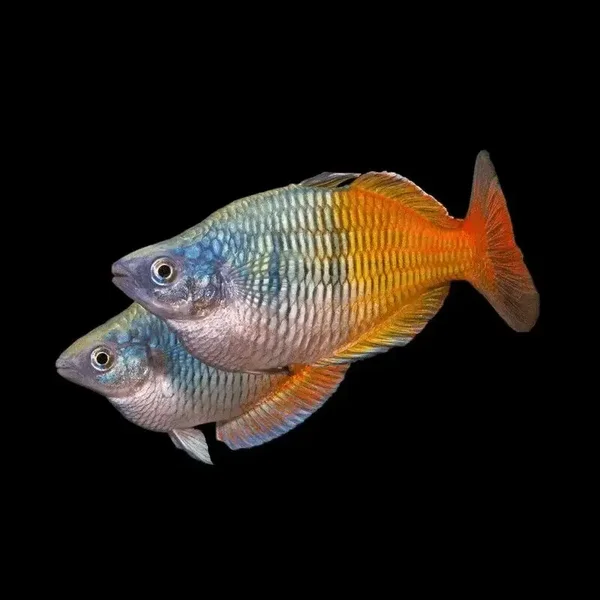 Boesmani Rainbow fish
