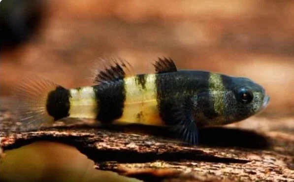Bumble Bee Goby