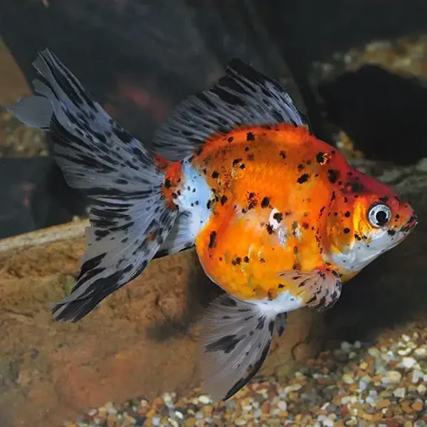 Calico Ryukin