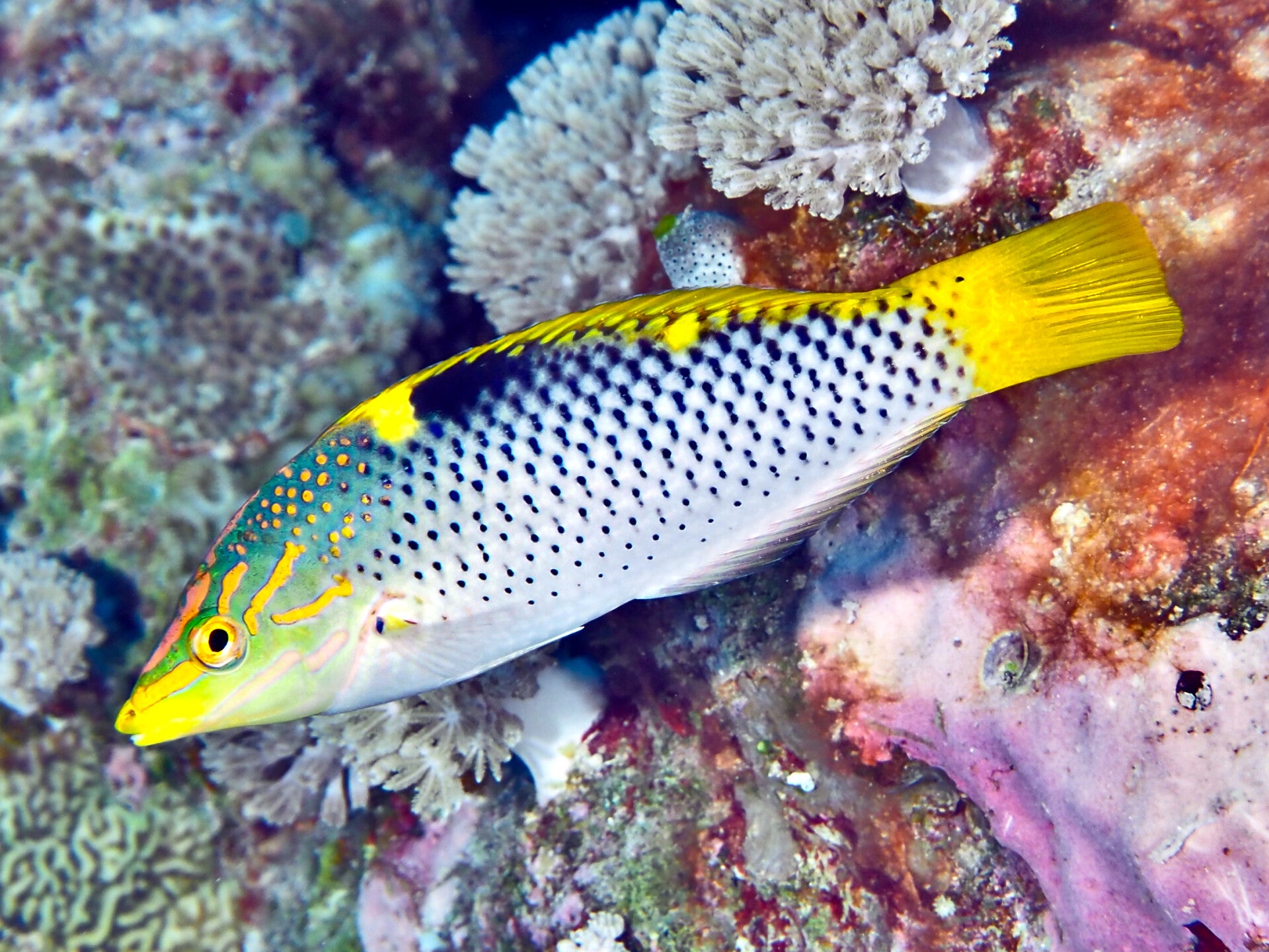Checkerboard wrasse