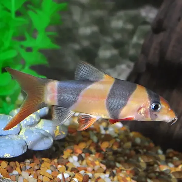 Clownloach