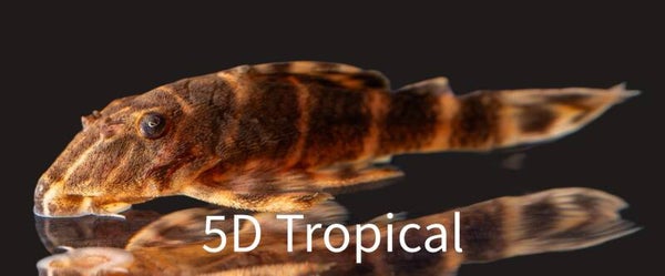 Clown Pleco