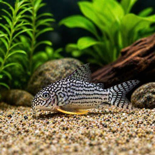 Sterbai Corydoras