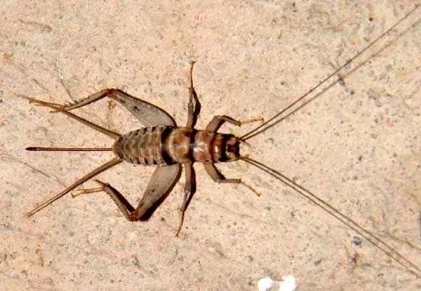 Crickets