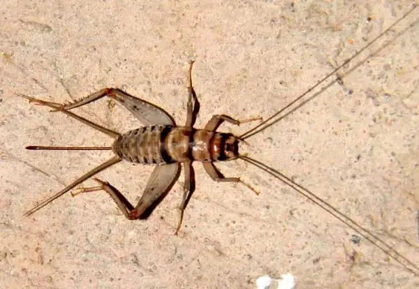 Crickets