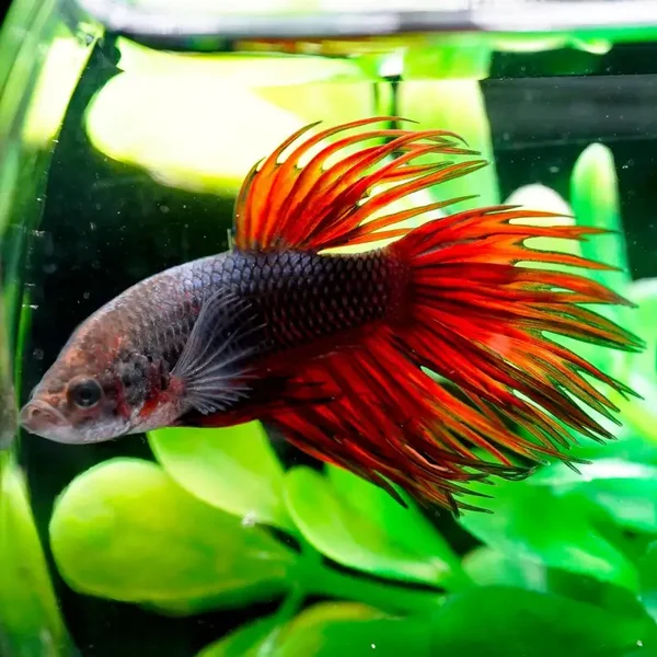 Crowntail Betta Male