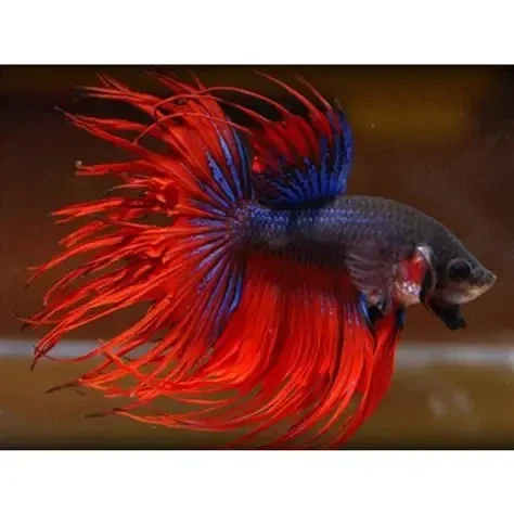 Crowntail Mix Color Betta
