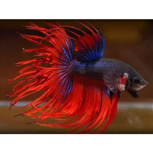 Crowntail Mix Color Betta
