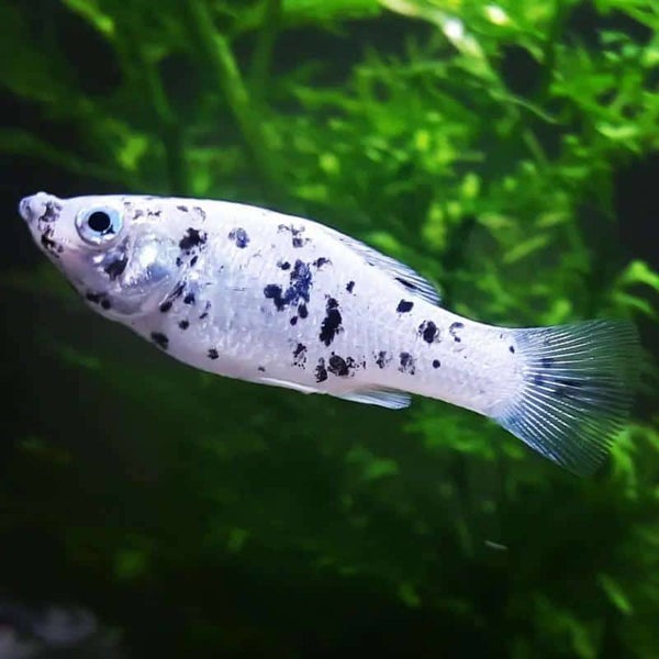 Dalmation Molly
