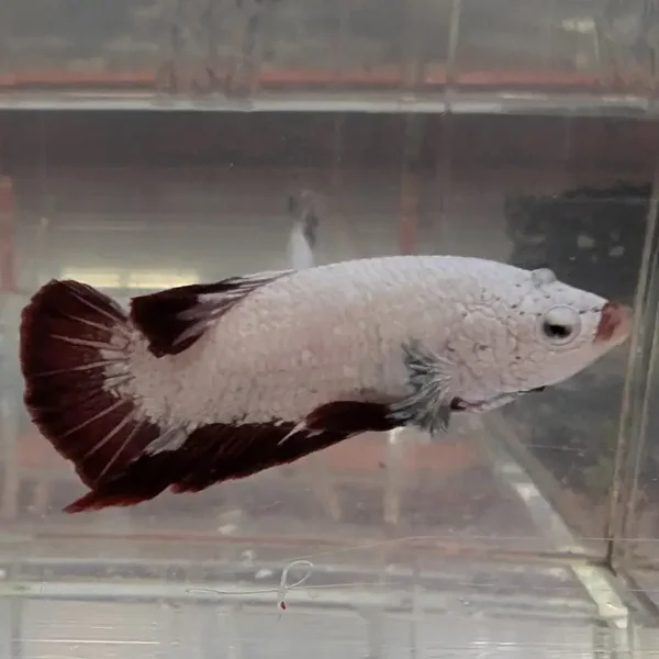 Red Dragon Plakat Betta (male)