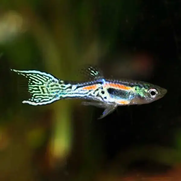 Endler’s Livebearer