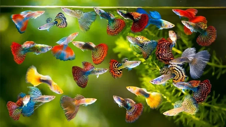 Assorted Guppys