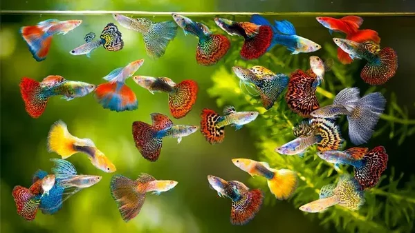 Assorted Guppys