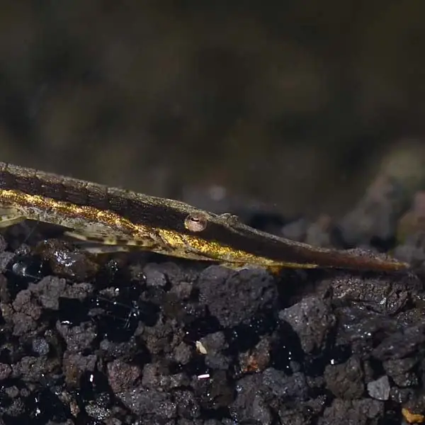 Farlowella Catfish (Twig catfish)