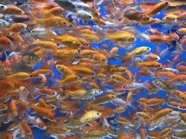 Feeder Goldfish
