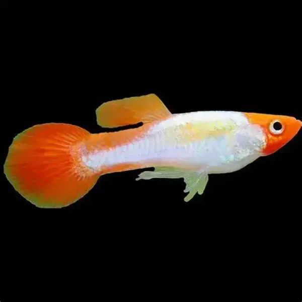 Platinum Koi Kohaku Guppy (female)