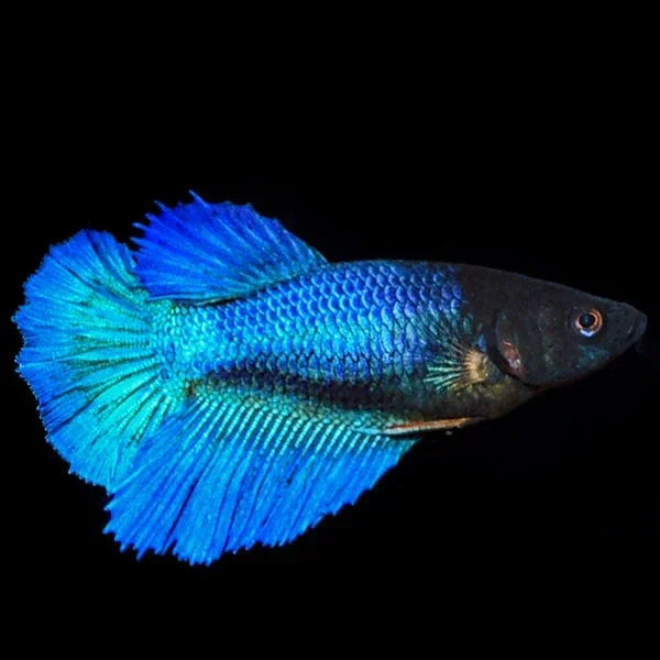 Female Halfmoon Bettas