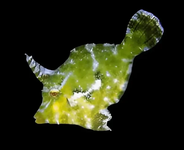 Aiptasia Eating File Fish