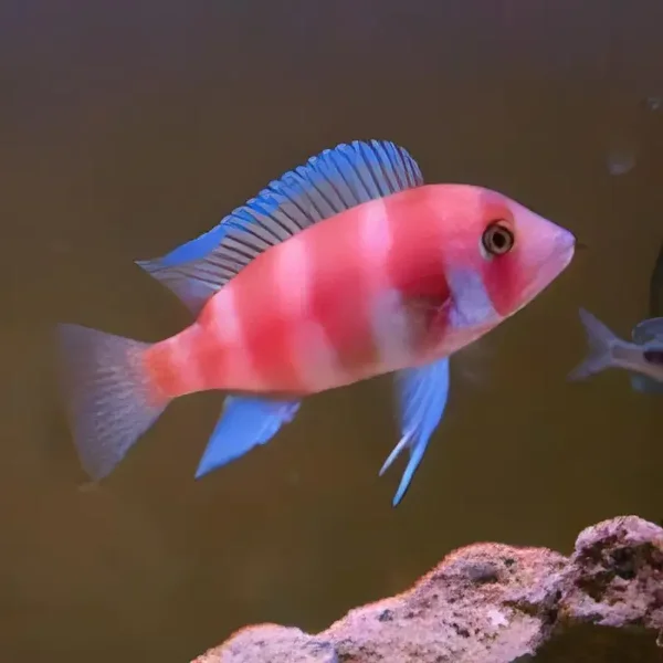 Red Frontosa