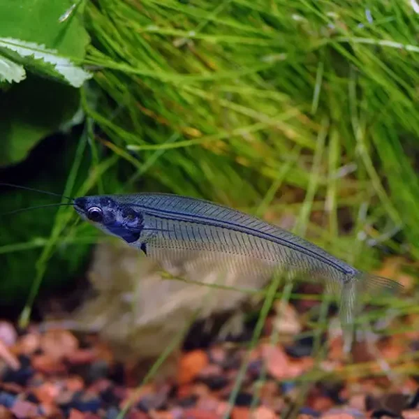 Glass Catfish